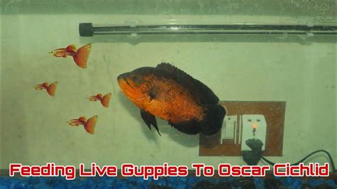 Oscar Fish Live Feeding | Feeding Live Guppies To Oscar Cichlid - YouTube