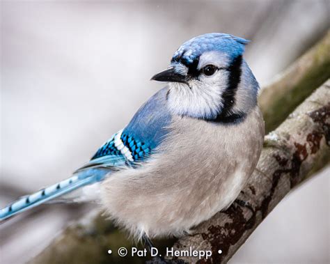 Meet the Blue Jay | BirdNote