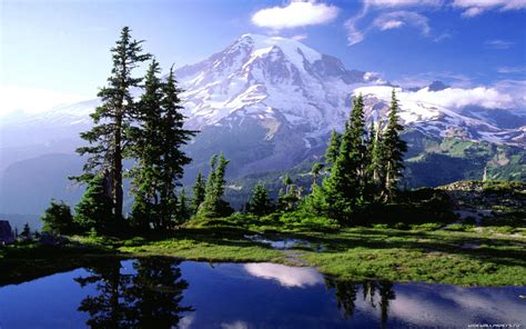 Beautiful Landscape - Mountain Trees : pics