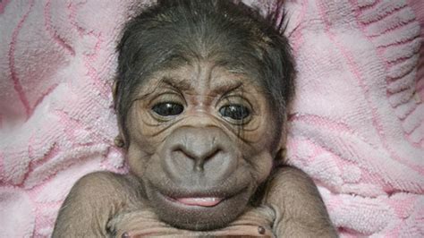 Adorable baby gorilla born at the Oklahoma City Zoo. - 6abc Philadelphia