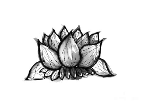 Black and White Ink Drawing Lotus Flower #4 Drawing by Simona Fava ...