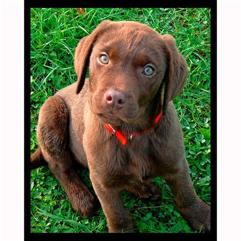 Chocolate Lab Puppy - Night Light Designs