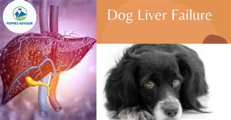 dog liver failure