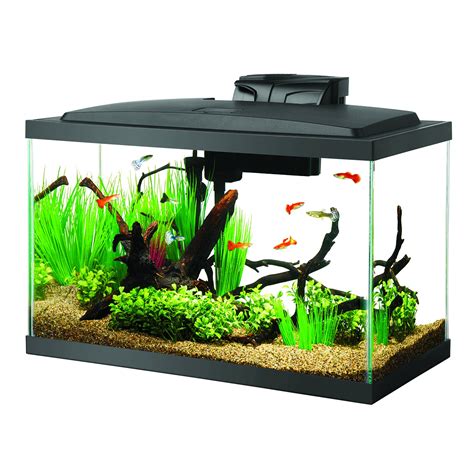 10 Gallon Fish Tanks - Options and Reviews 2023 | A Little Bit Fishy