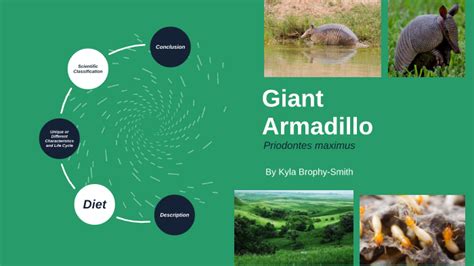 Giant Armadillo by K B on Prezi