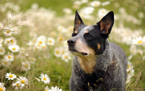 Australian Cattle Dog Breed Info and Care