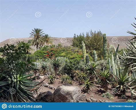 View of a Desert Filled with Succulents, Plants, Palm Trees and More ...