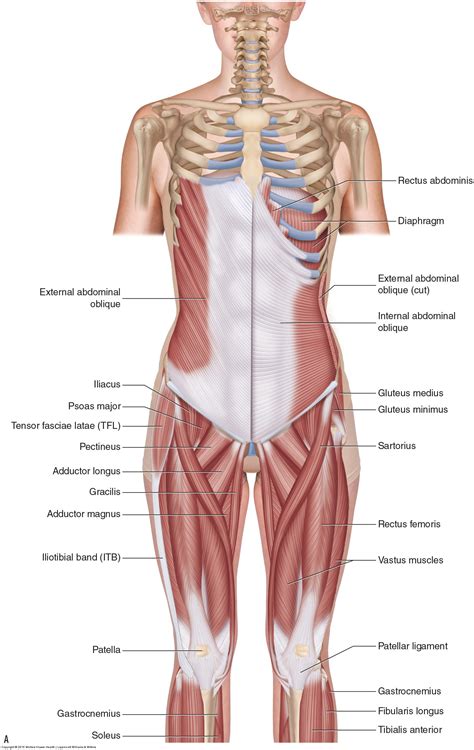 Muscles of the Pelvis