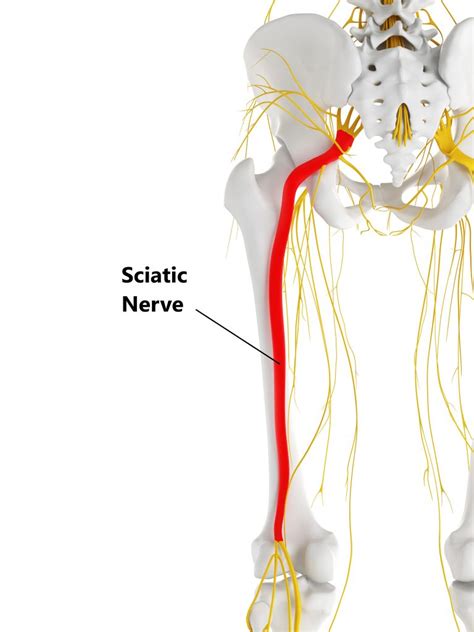 Hip Muscles And Sciatic Nerve Anatomy