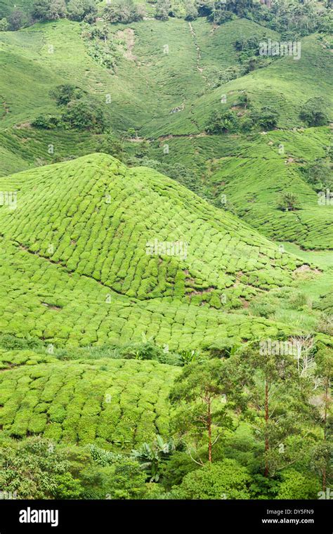 cameron highlands tea plantation Stock Photo - Alamy