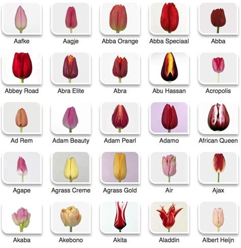 Tulip Color Guide