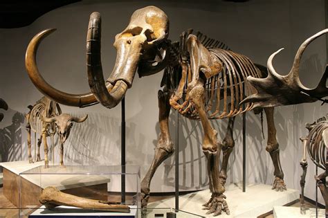 Vermont State Fossil - Mount Holly Mammoth & Charlotte Whale ...