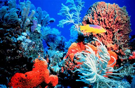 Global Warming And Coral Reefs | Coral Reefs Die-Off