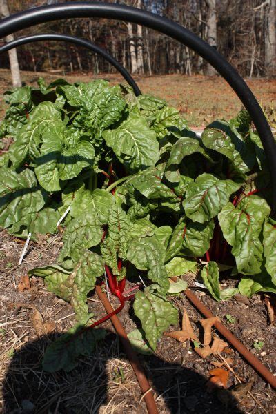 High Tunnel Irrigation and Fertigation - Alabama Cooperative Extension ...