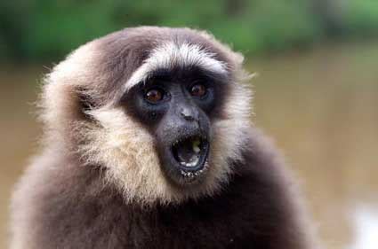 Gibbon