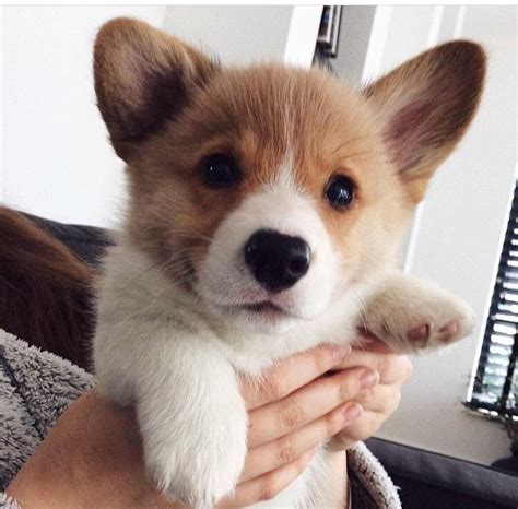 Corgi puppies are the cutest : r/corgi