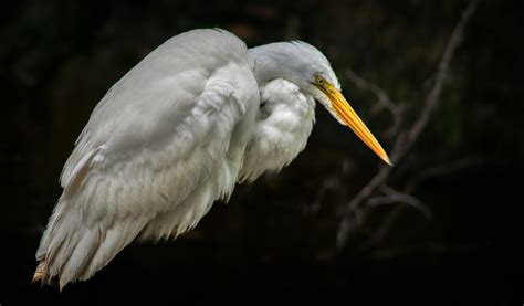 Close-up of a White Heron · Free Stock Photo