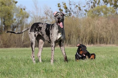 Doberdane (Doberman Pinscher & Great Dane Mix): Info, Pics, Traits ...