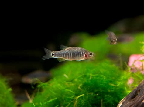 Emerald Dwarf Rasbora (Celestichthys erythromicron) - Tank-Bred!