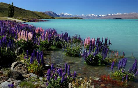 1360x768 wallpaper | Russell Lupins, Lake Tekapo, NZ | Peakpx