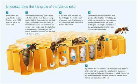 Varroa Mite Management ⋆ Paseo Del Norte Beekeepers Association