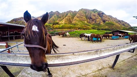 KUALOA RANCH ZIPLINE ON OAHU, HAWAII - Journey Era