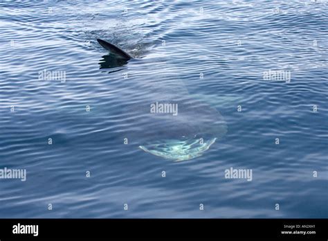 Basking shark Cetorhinus maximus filter feeding near Isle of Canna ...