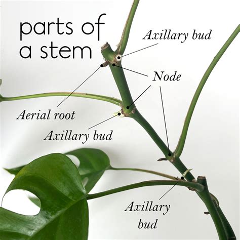 What are the parts of a stem? – lovethatleaf