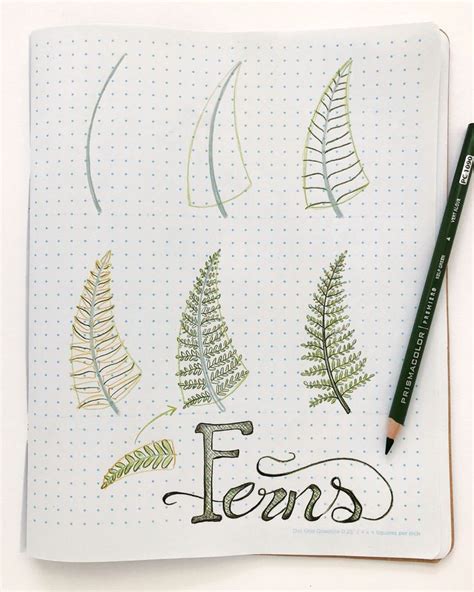 How To Draw A Fern Step By Step at Drawing Tutorials