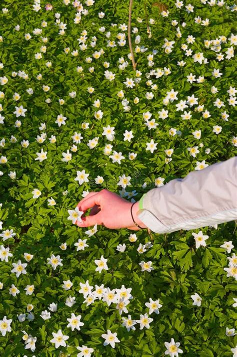 Hand Picking Flowers Royalty Free Stock Photography - Image: 2816107