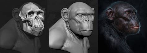 Primate Anatomy Complete by Ben Mauro