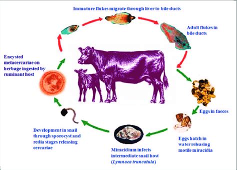 1. Life cycle of the liver fluke, Fasciola hepatica. | Download ...