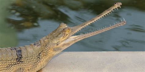 Gharial | Smithsonian's National Zoo