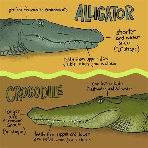 Differences between an alligator and a crocodile : r/coolguides