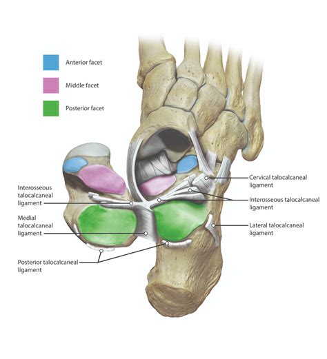 Subtalar joint - Anatomy Images, Lower Limb, Podiatry, Medical Anatomy ...