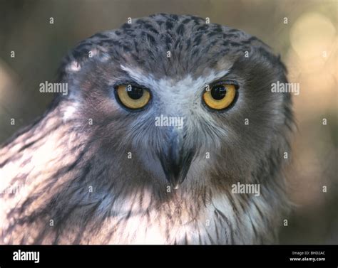 Blakistons fish owl hi-res stock photography and images - Alamy