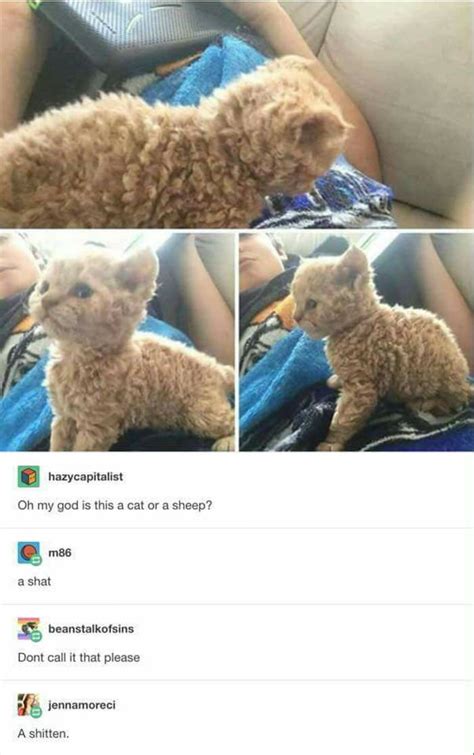 a cat or a sheep