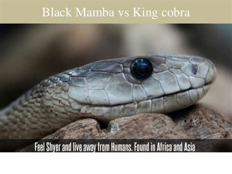 Black mamba vs king cobra fight| Comparison