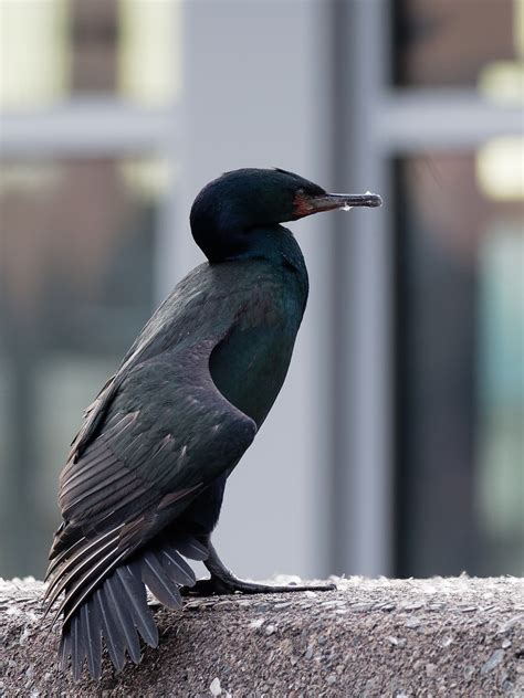 Pelagic cormorant | BirdForum