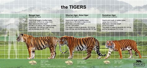 The tigers: size & characteristics | Siberian tiger, Sumatran tiger ...