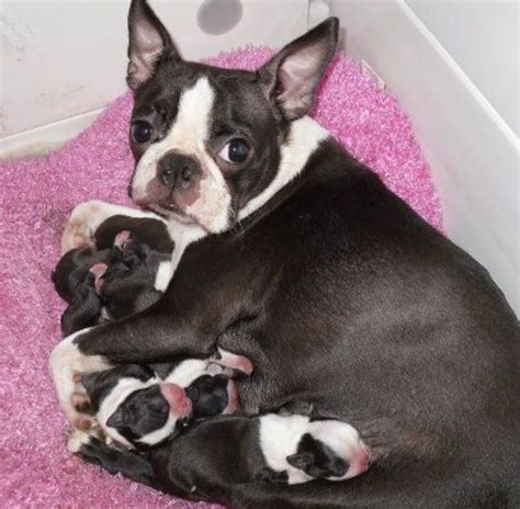 Boston Terrier Puppies Austin / Boston Terrier Pug Mix Puppies For Sale ...