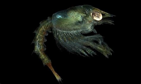 Homarus - Marine Biodiversity Portal of Bangladesh