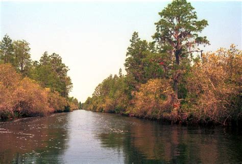 Okefenokee Swamp Camping : Southern U.S.A Culture, History & Travel