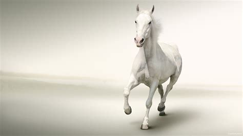 White Horse Running White Background HD Wallpaper – Wallsev.com ...