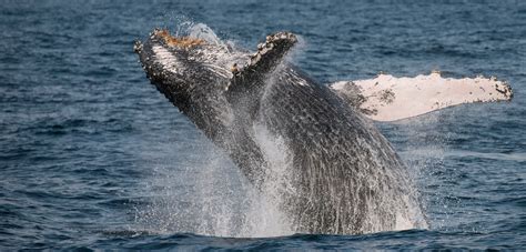 Humpback Whale Breaching Video