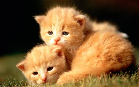 Cute Baby Animal Wallpapers - Wallpaper Cave