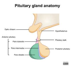 Pituitary Gland - Physiopedia