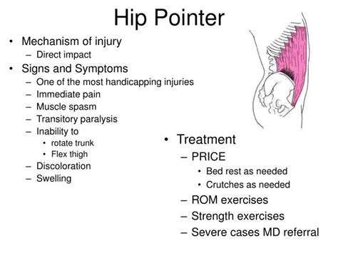 PPT - The Thigh and Hip Muscles Anatomy, Injuries and Assessment ...