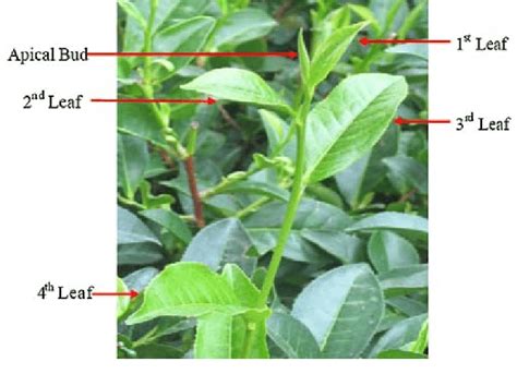 Tea shoot showing leaves at different stages of development. Apical bud ...