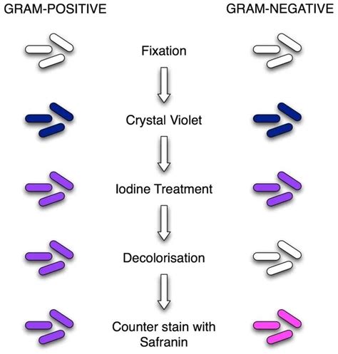 Gram Staining: Principle, Procedure and Results - Learn Microbiology ...